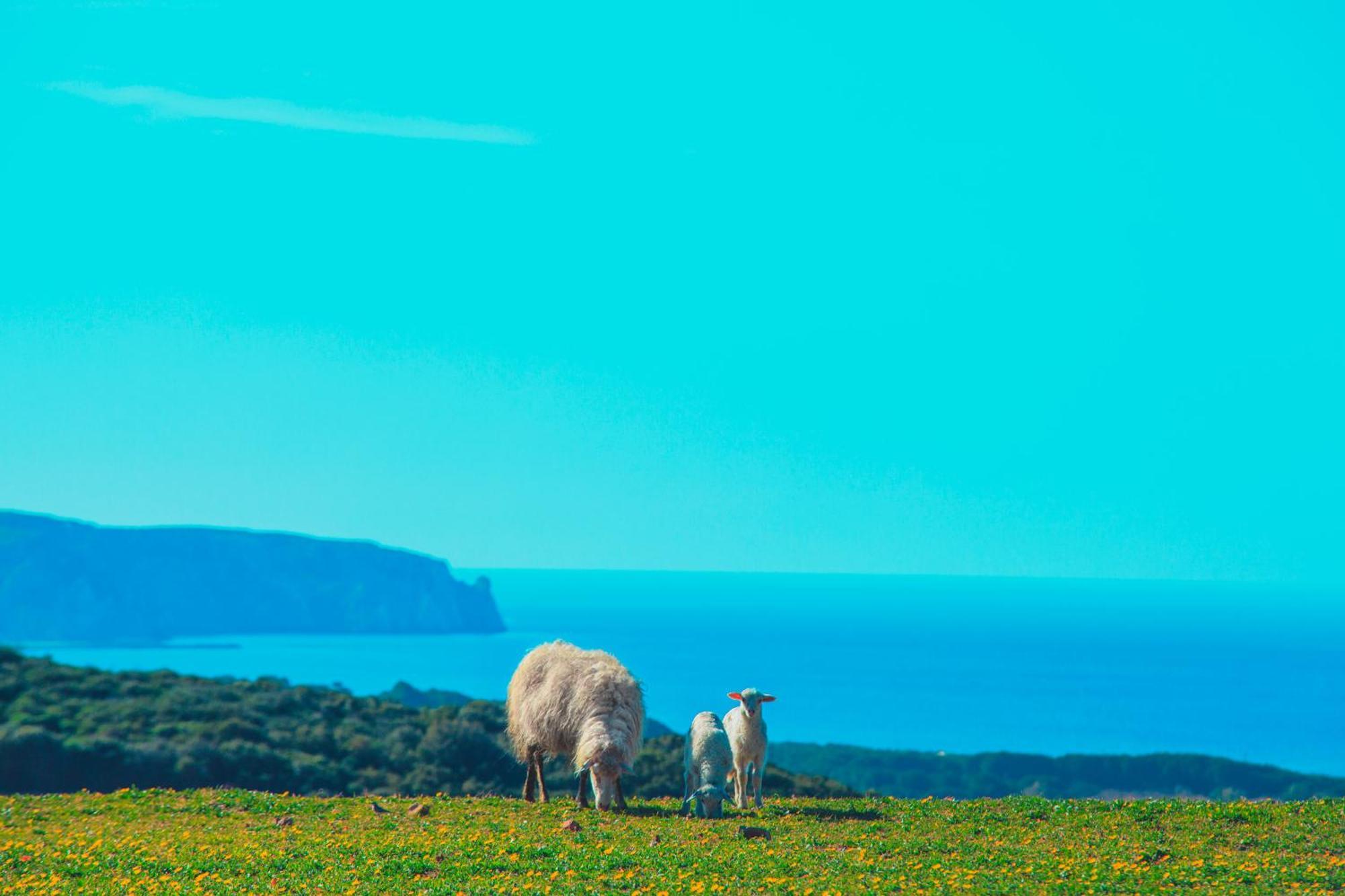 Agriturismo Il Ginepro فلومينيماجيوري المظهر الخارجي الصورة